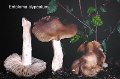 Entoloma clypeatum-amf772